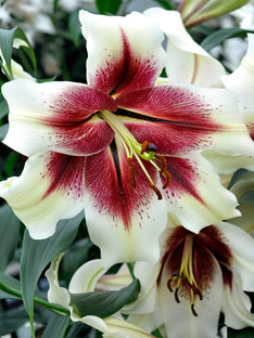 Lily Zeba