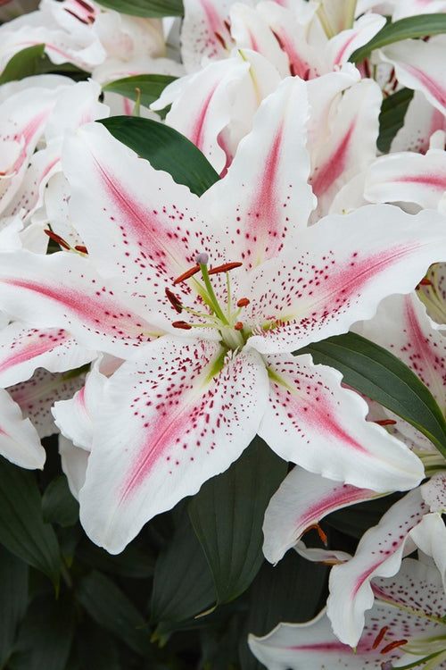 Lily Bulbs Lovely Day