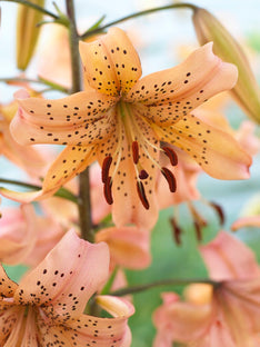 Lily Pink Giant