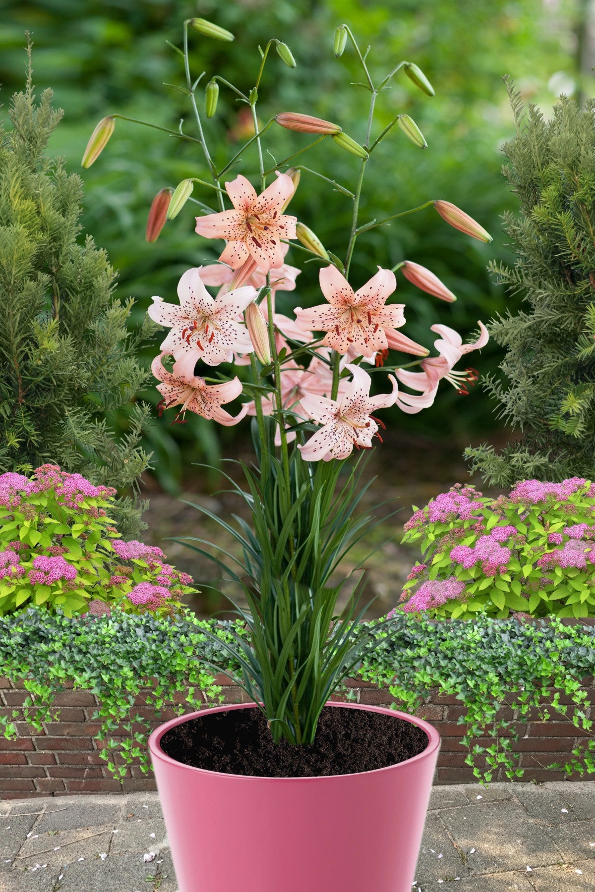 Pink Lilies Garden
