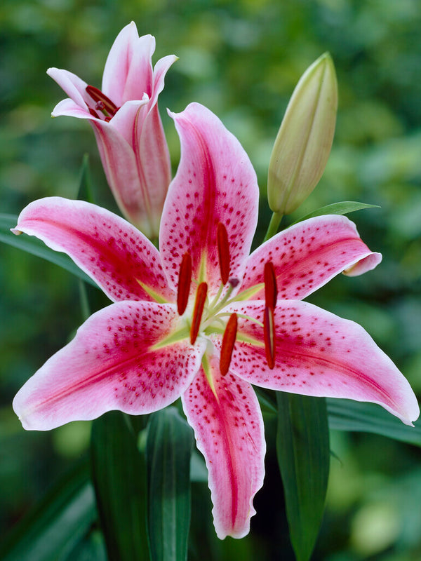 Lily Stargazer Bulbs