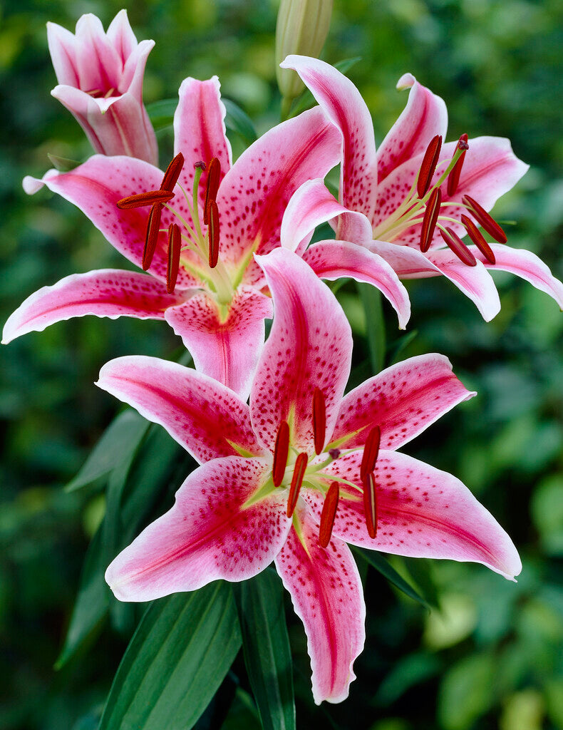 pink and white oriental lilies Lily Stargazer