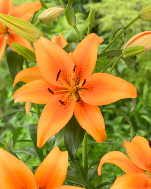 Lily Bulbs Sunset Boulevard