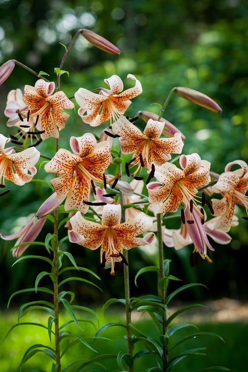 Lilies Tiger Babies