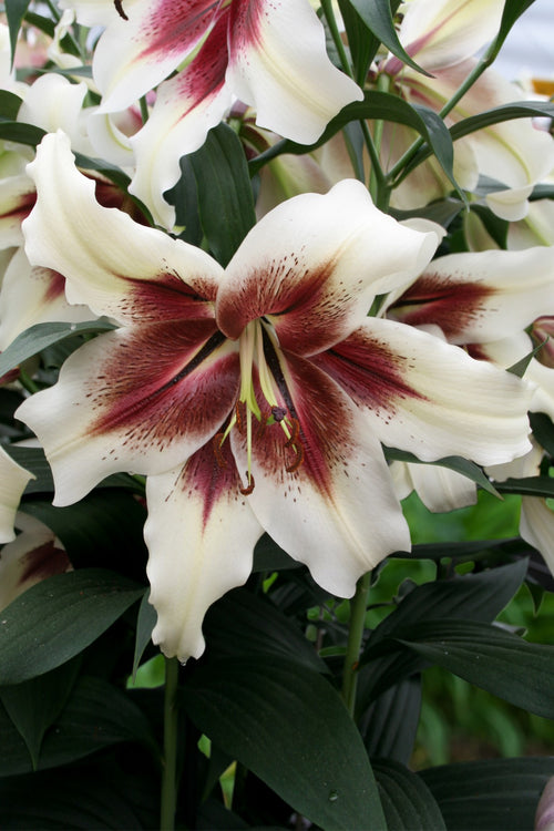 Lilies Zeba Flower Bulbs