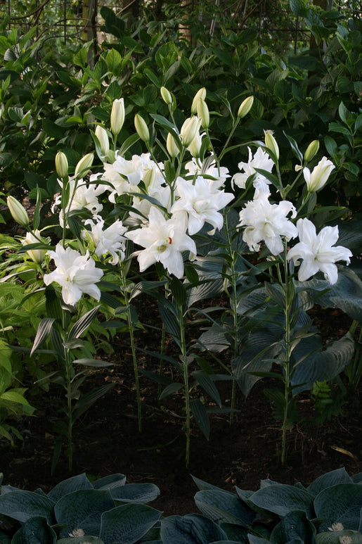 Lilies Bulbs Lotus Beauty