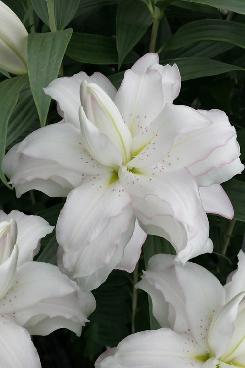 Lily Lotus Beauty