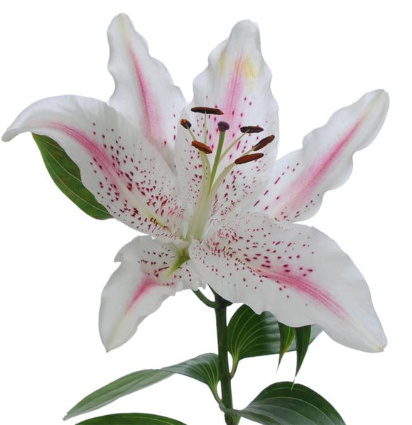 Lily Lovely Day