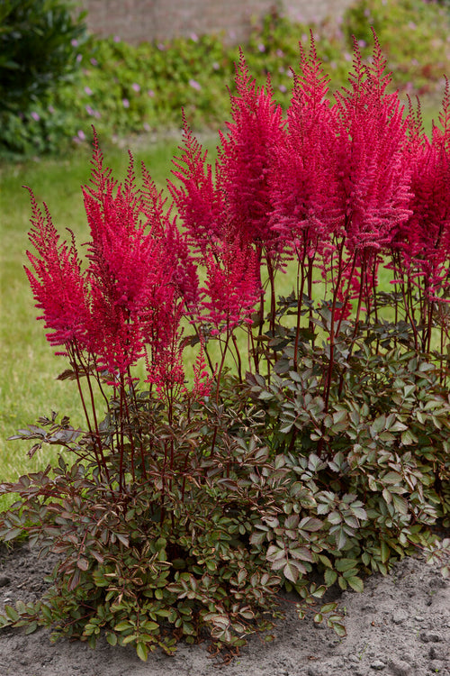 Mighty Chocolate Cherry Astilbe Roots