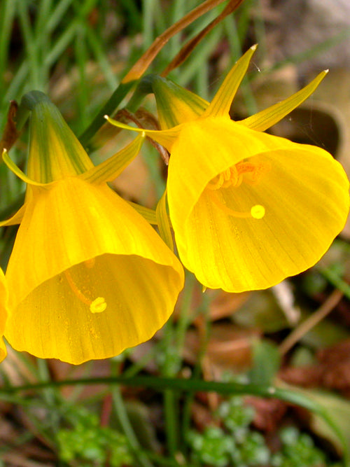 Narcissus Golden Bells - Hoop Petticoat Daffodils - New - Yellow Trumpet Flowers