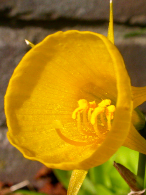 Narcissus Golden Bells - Hoop Petticoat Daffodils - New - Yellow Trumpet Flowers
