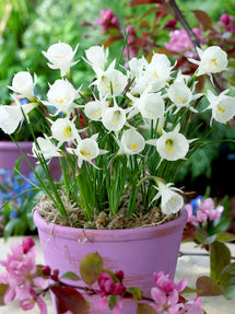 Mini Daffodil bulbocodium White Petticoat