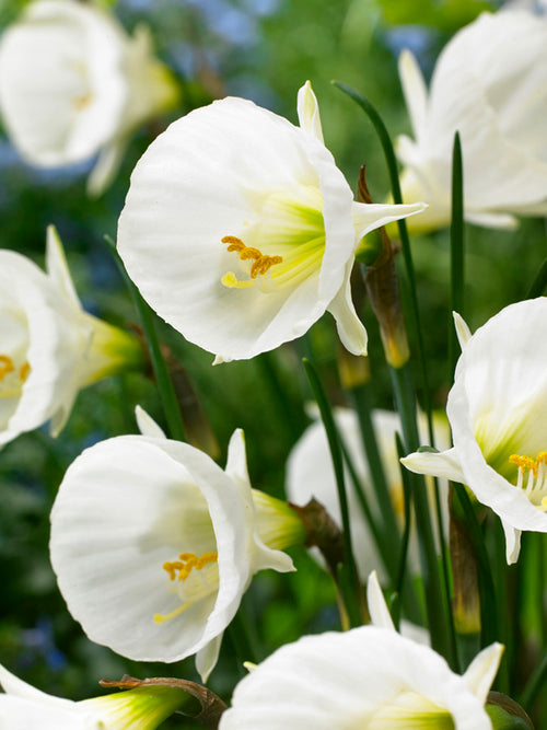 Mini Daffodil bulbocodium White Petticoat Narcissus