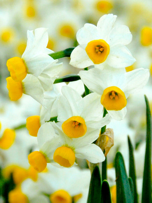 Canaliculatis Daffodil