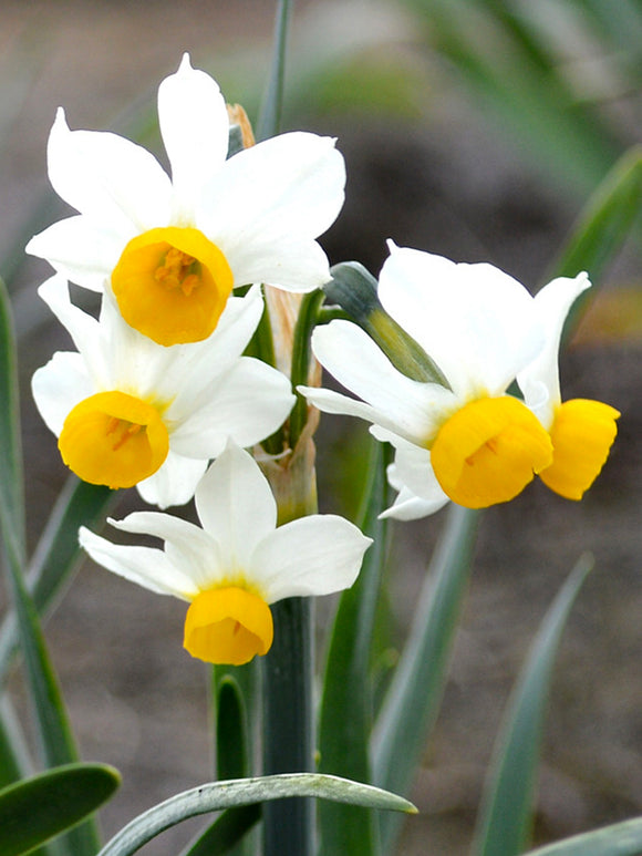 Mini Daffodil Canaliculatis