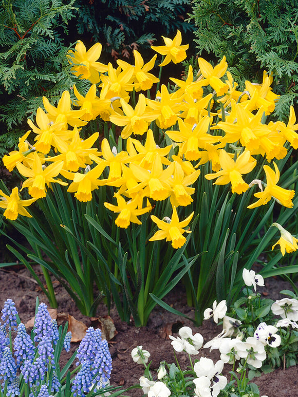 Mini Daffodil February Gold