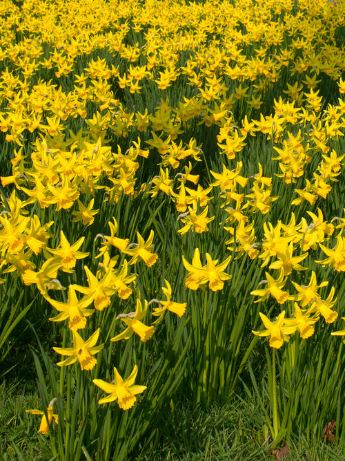 February Gold Daffodil