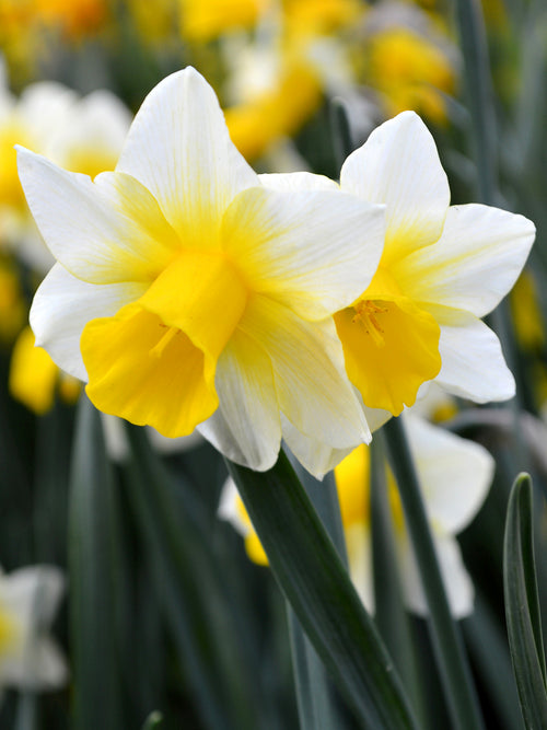 Daffodil Golden Echo