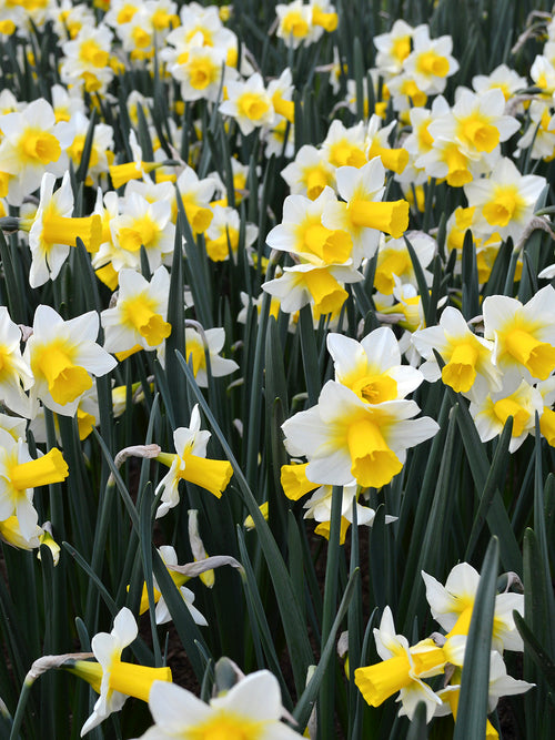 Narcissus Golden Echo