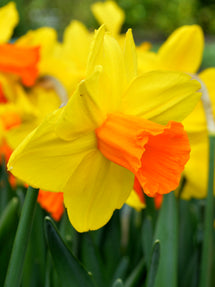 Mini Daffodil Jetfire