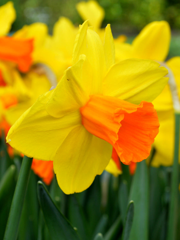 Daffodil Jetfire - Wholesale Flower Bulbs