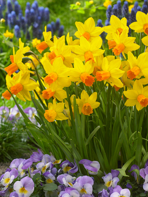Jetfire Daffodil - Wholesale Flower Bulbs for Fall Planting