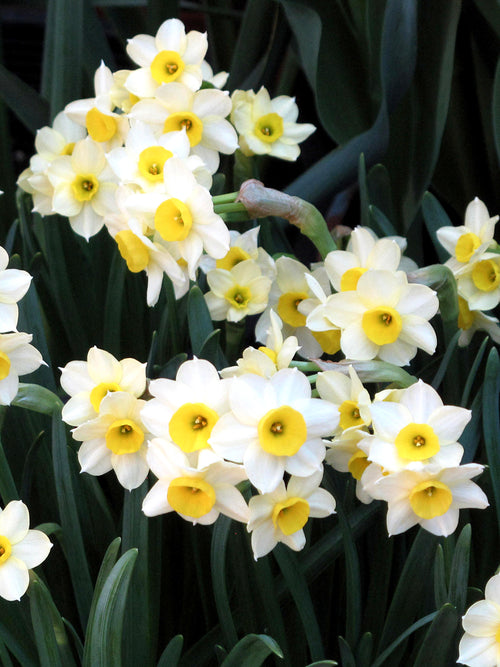 Daffodil Minnow