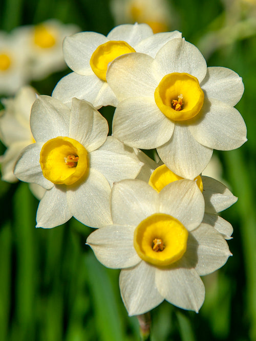 Mini Daffodil Tazetta Minnow White and Yellow