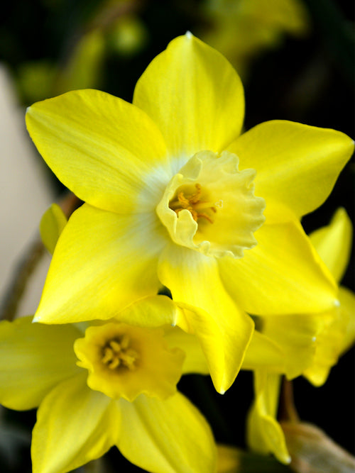 Mini Daffodils Pipit Flower Bulbs DutchGrown