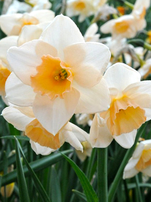 Mini Daffodil Prosecco by DutchGrown