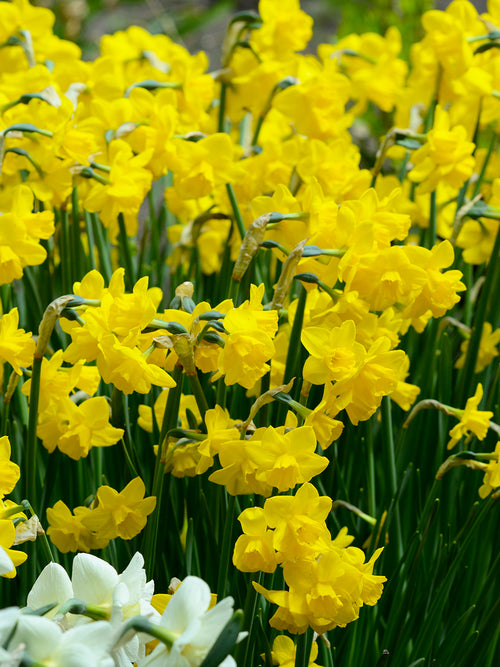 Daffodils Quail