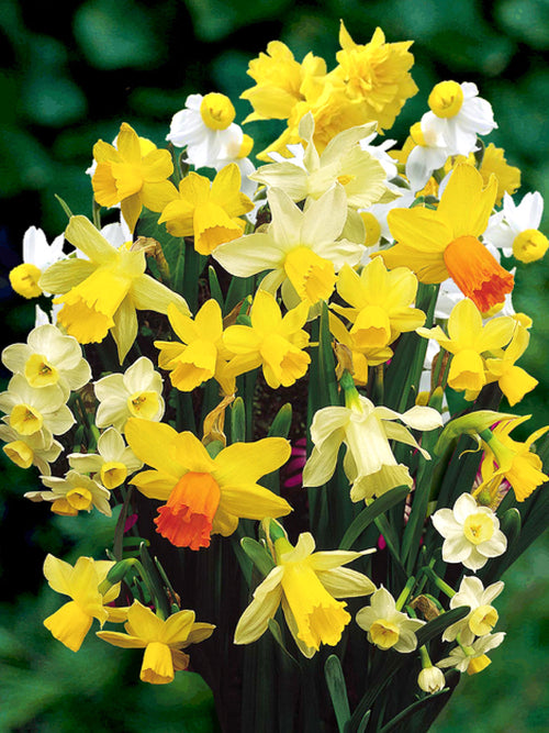 Mini Daffodil Rockgarden Mixed
