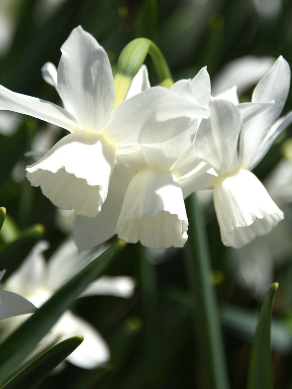 Daffodil Thalia