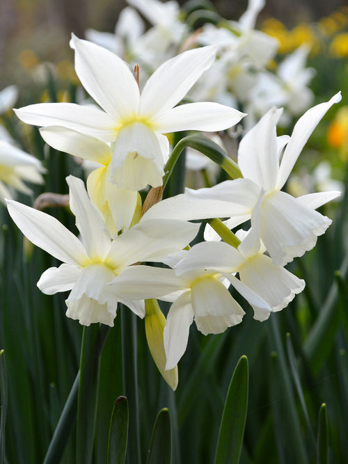 Daffodils Thalia