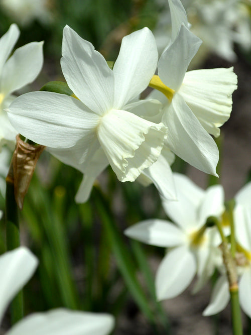 Mini Daffodil Thalia