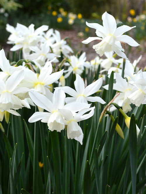 Mini Daffodil Thalia