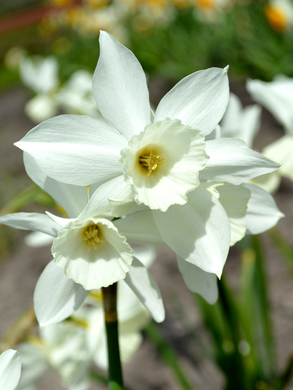 Mini Daffodil Thalia | DutchGrown™ | Very Popular | Order Now!
