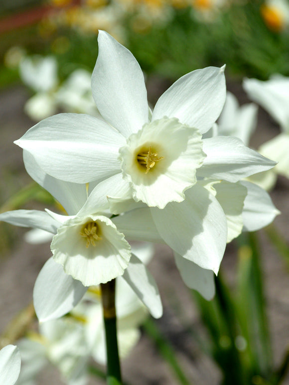 Daffodils Thalia DutchGrown