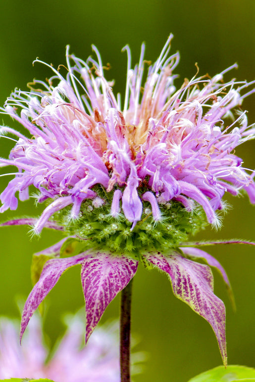 Cranberry Lace­ Bee Balm