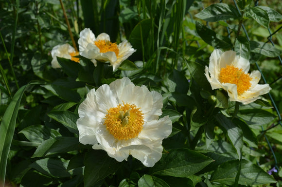 Peony Moonrise