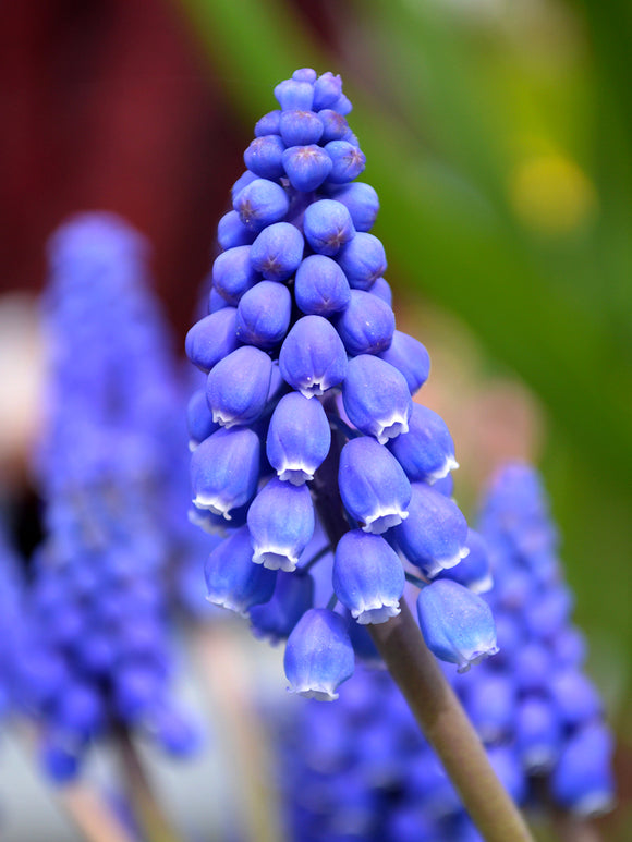 Grape Hyacinth Muscari Blue