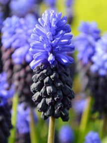 Muscari Latifolium (Grape Hyacinth)