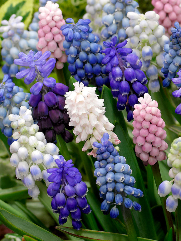 Muscari Magic Mix - Blue, white, purple and pink grape hycinths