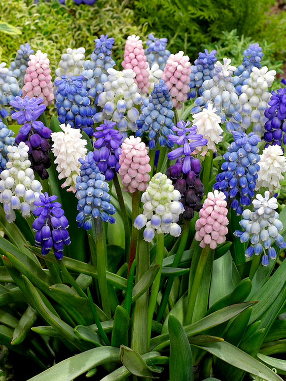 Muscari Grape hyacinths Mix blue, white, purple and pink