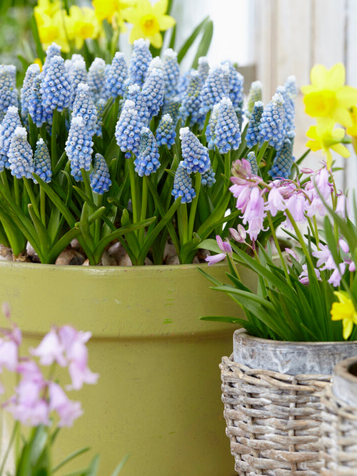 Ocean Magic Muscari Grape Hyacinths in Pot