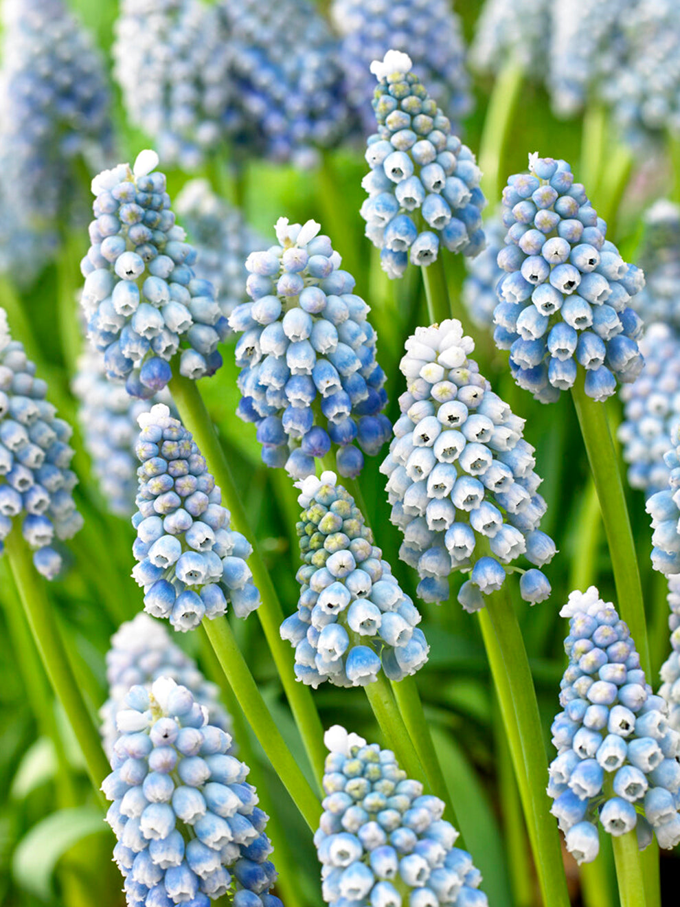 Baby Breath Muscari