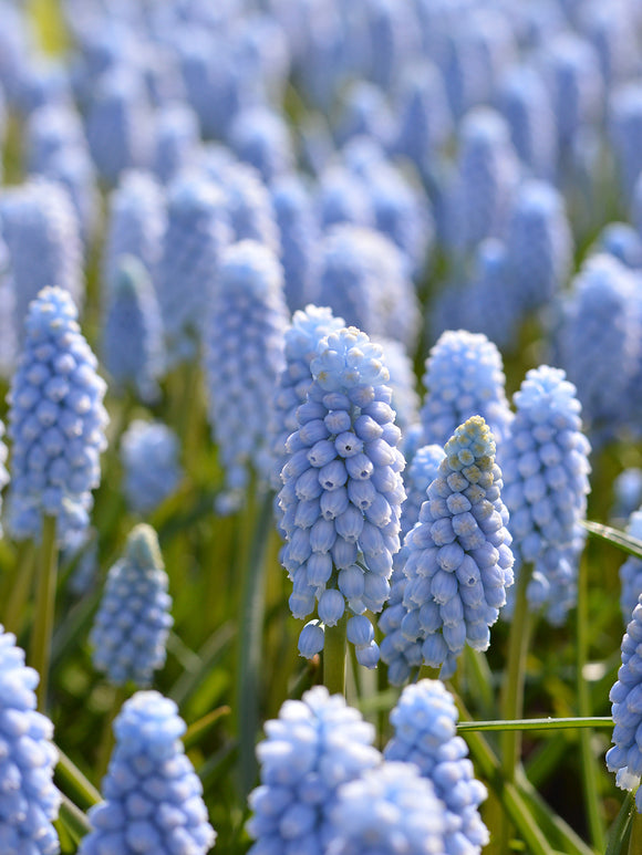 Light Blue Grape Hyacinths Valerie Finnis