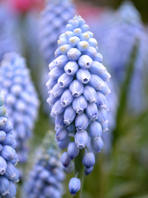 Muscari Bulbs Valerie Finnis Grape hyacinth