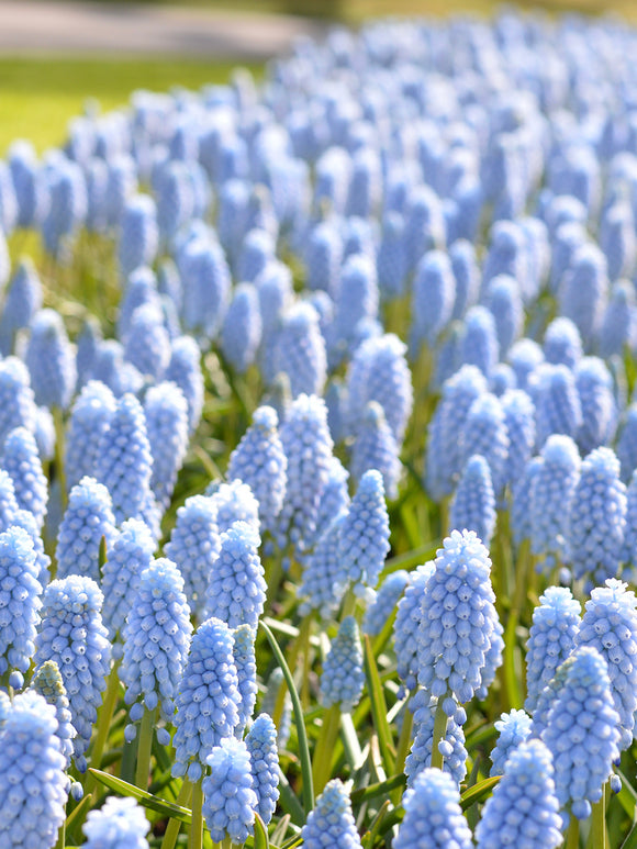 Muscari Valerie Finnis Lightblue Grape hyacinth