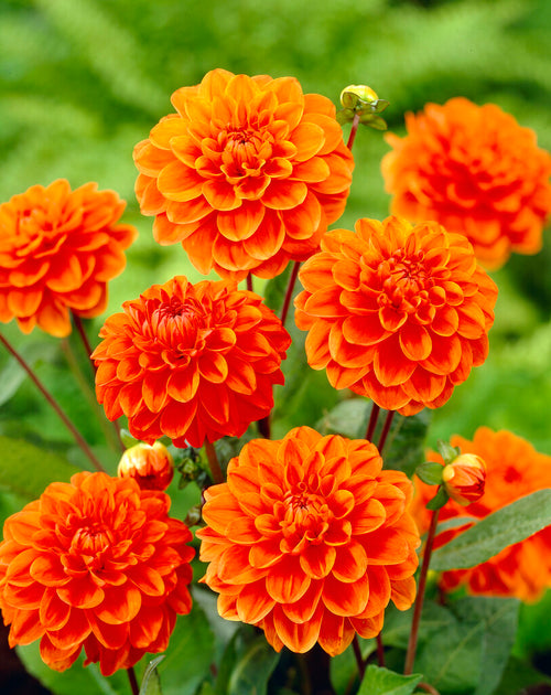 Dahlia Orange Nugget Tubers